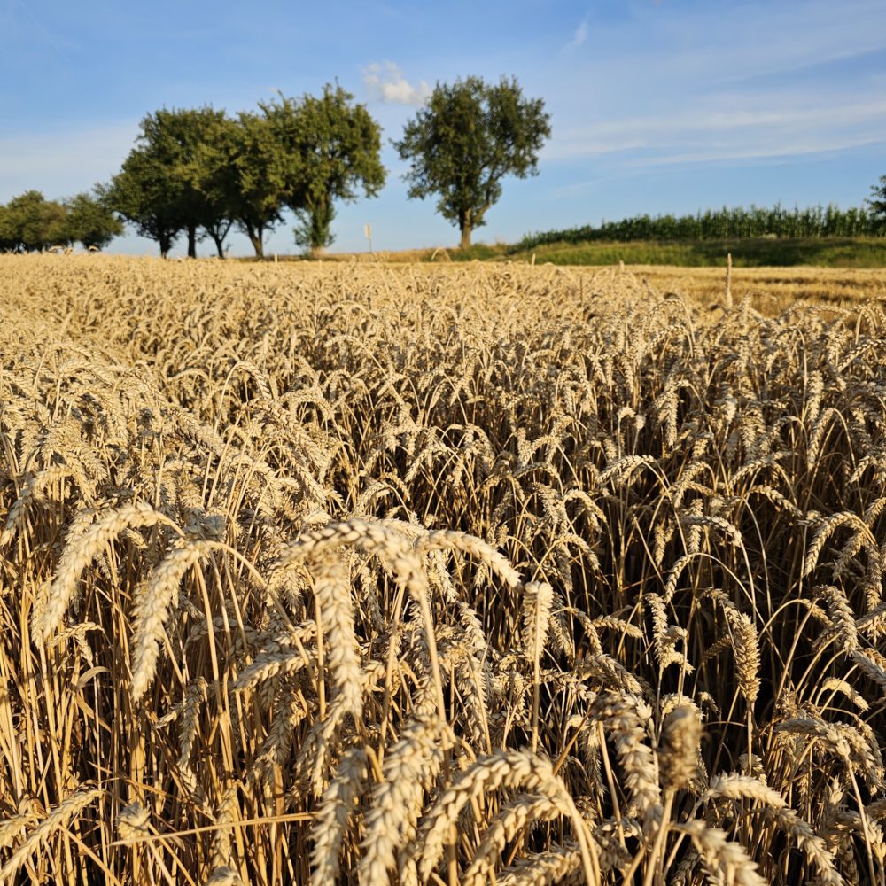 Triticale2 HP